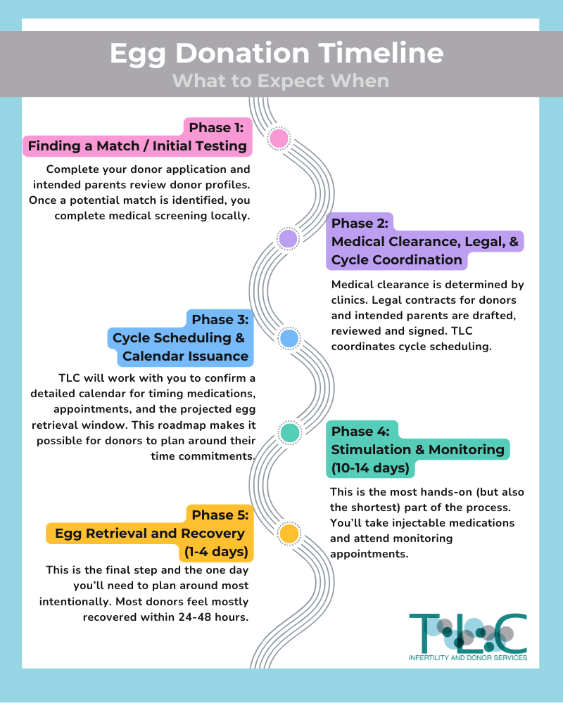 egg donation timeline and process